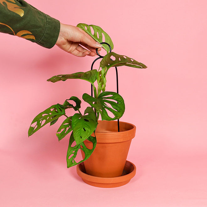 Litlar svartar plöntustangir / Mini black plant stakes