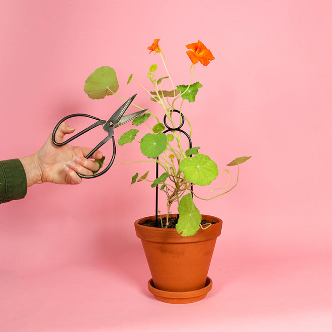 Litlar svartar plöntustangir / Mini black plant stakes