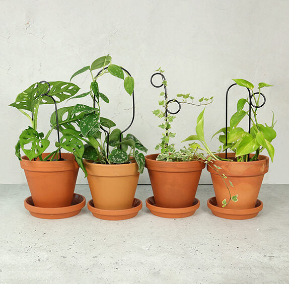 Litlar svartar plöntustangir / Mini black plant stakes
