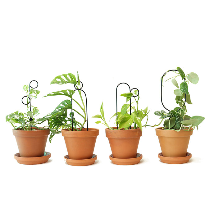 Litlar svartar plöntustangir / Mini black plant stakes