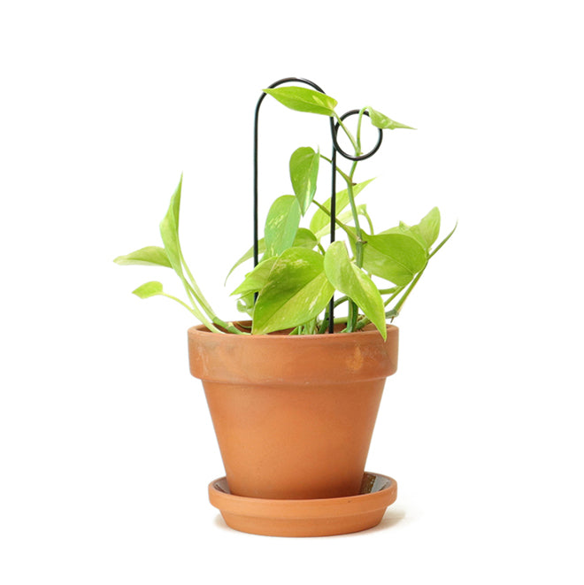 Litlar svartar plöntustangir / Mini black plant stakes