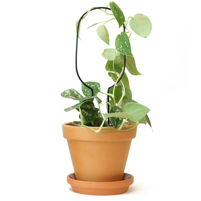 Litlar svartar plöntustangir / Mini black plant stakes