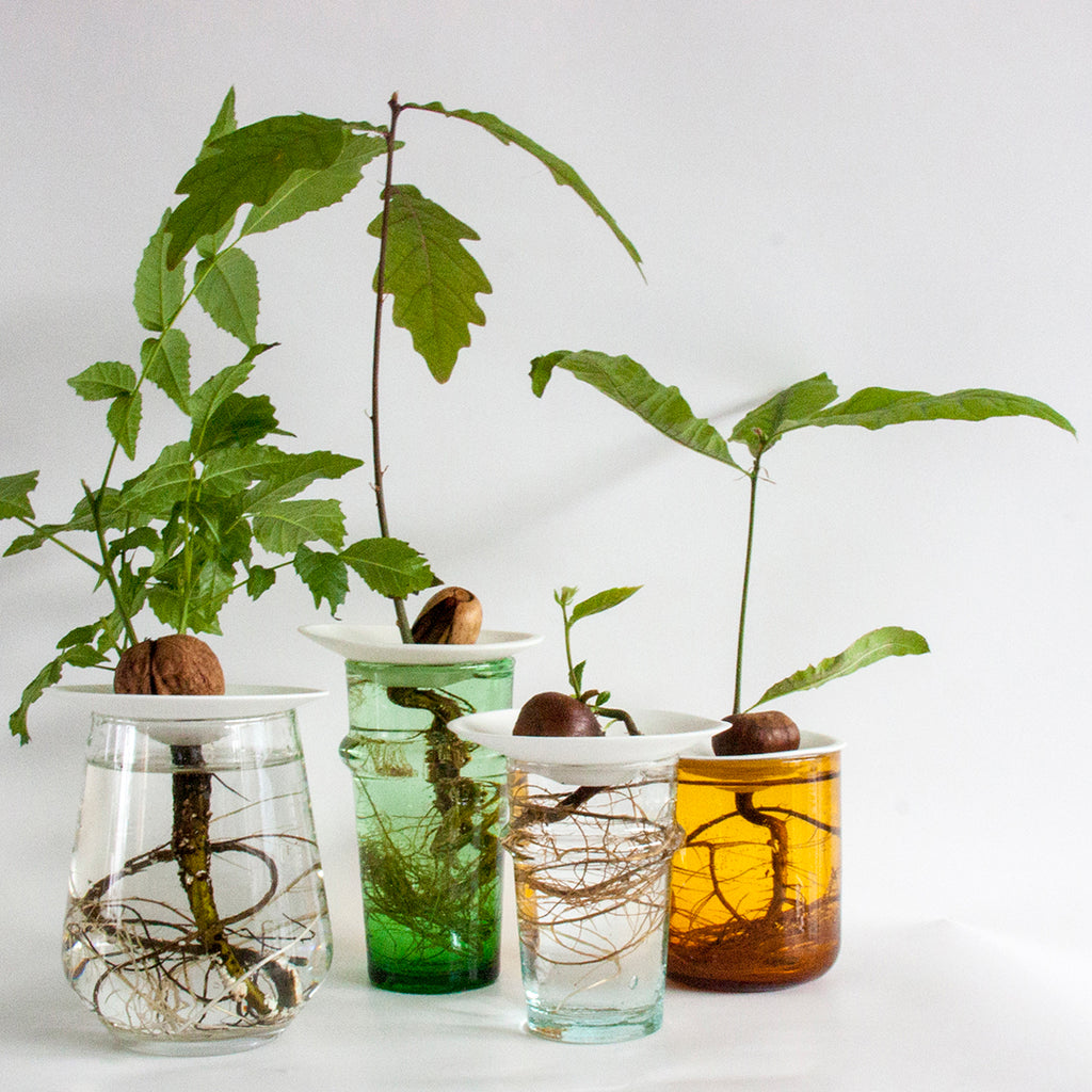 Lítill Spírudiskur /  Small Germination Plate