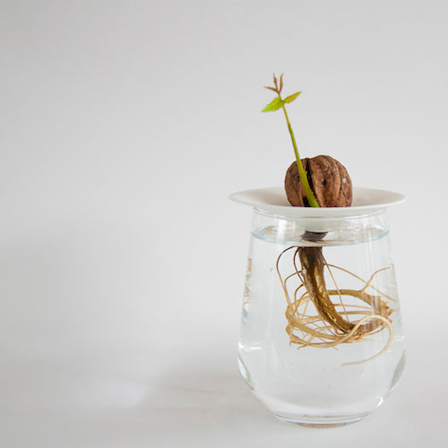 Lítill Spírudiskur /  Small Germination Plate