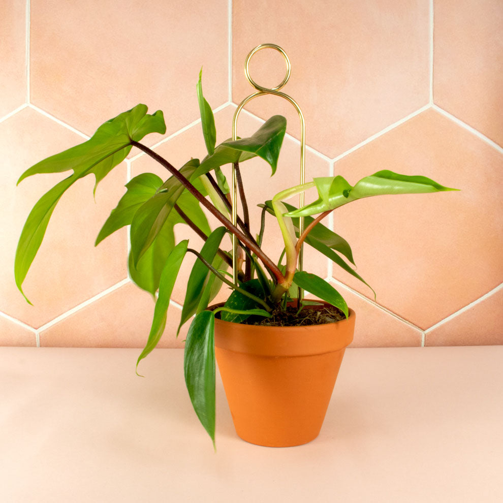 Litlar Gylltar plöntustangir / Mini golden plant stakes