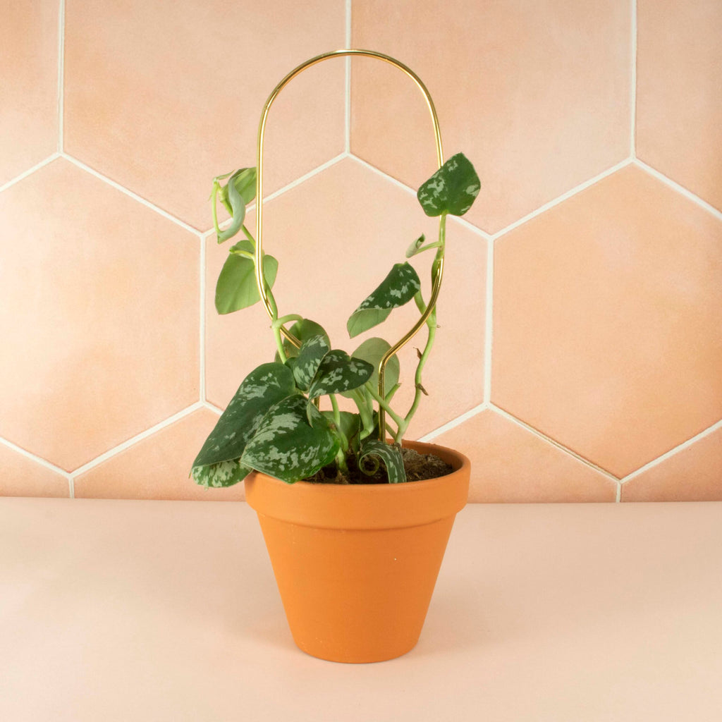 Litlar Gylltar plöntustangir / Mini golden plant stakes