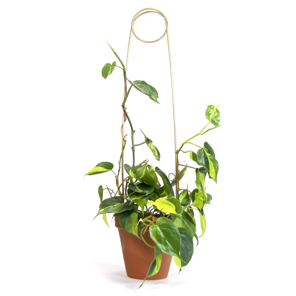 Gylltar plöntustangir / Golden plant stakes