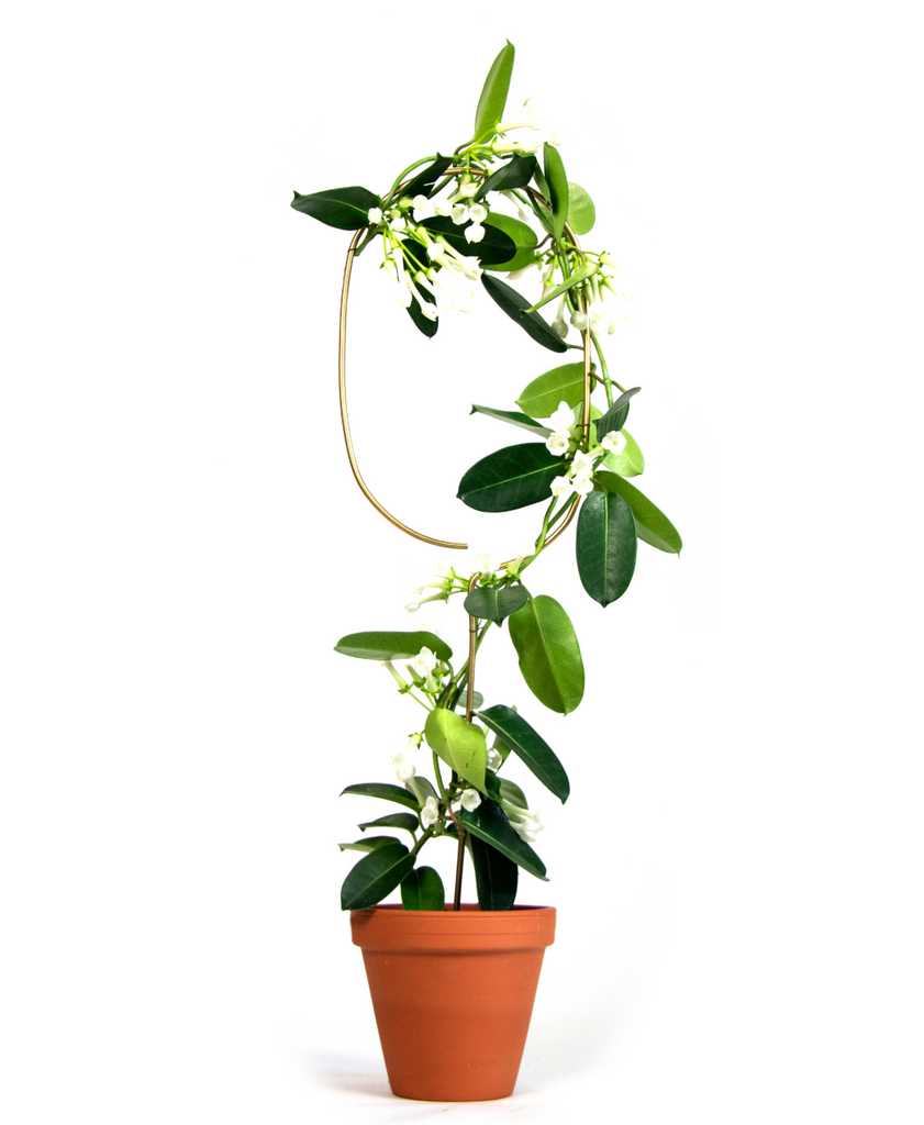 Gylltar plöntustangir / Golden plant stakes