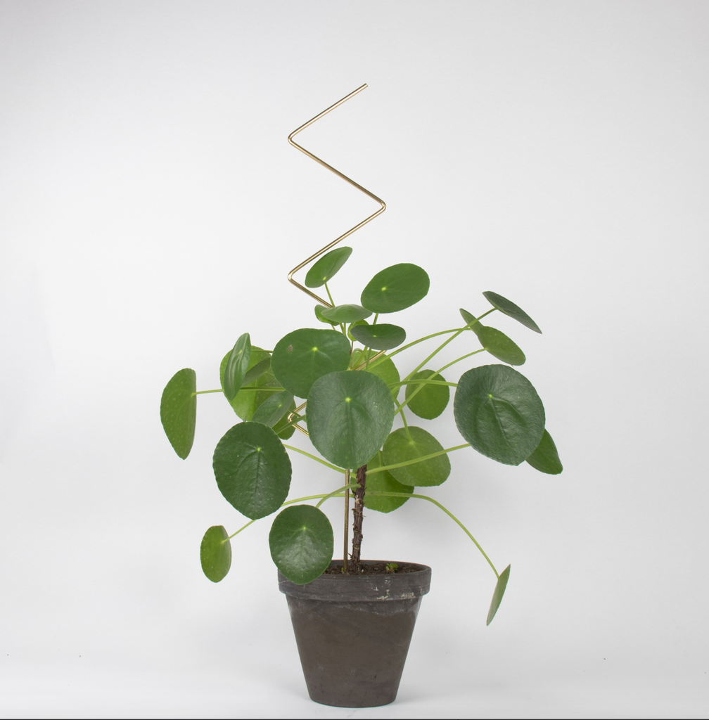 Gylltar plöntustangir / Golden plant stakes