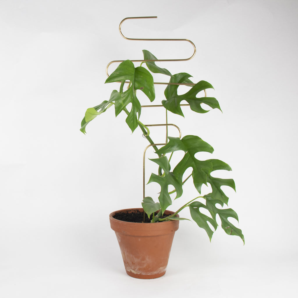 Gylltar plöntustangir / Golden plant stakes