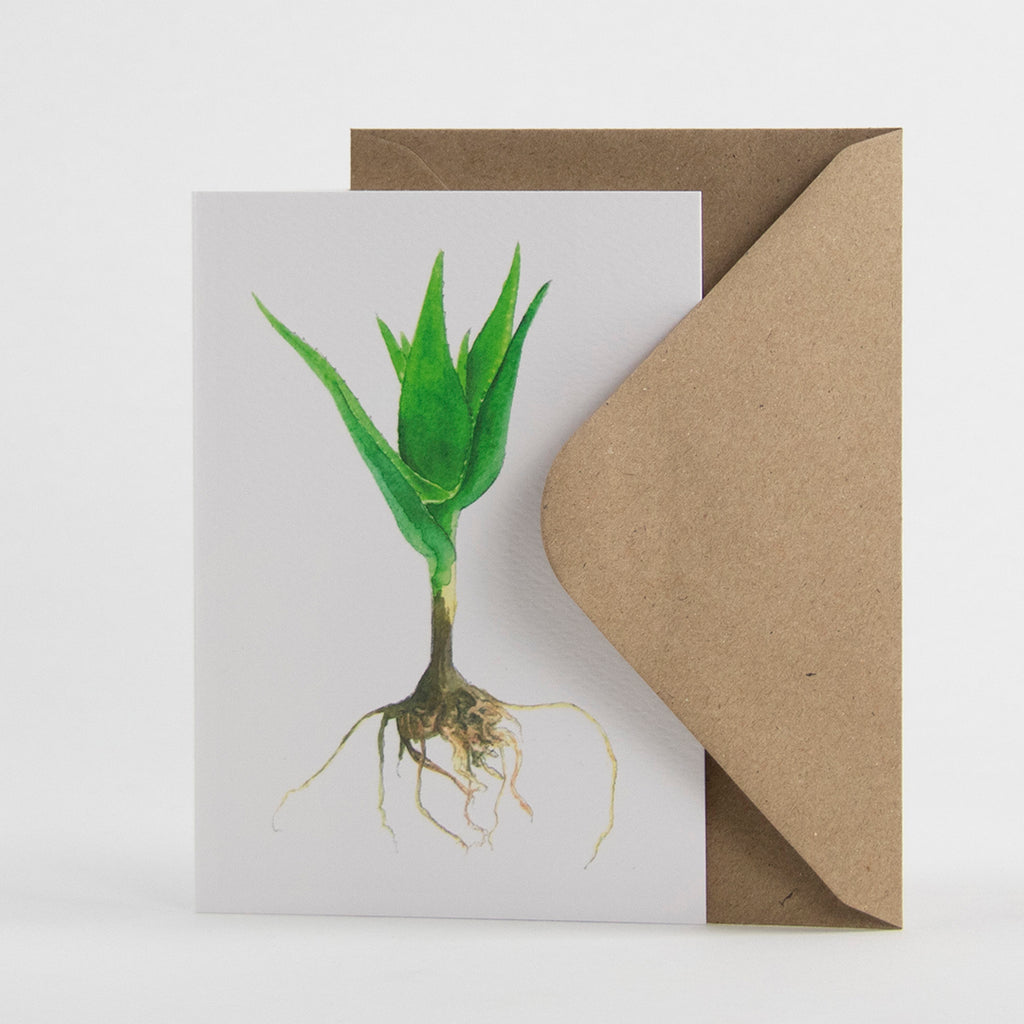Tækifæriskort (4 gerðir) / Greeting Cards (4 designs)