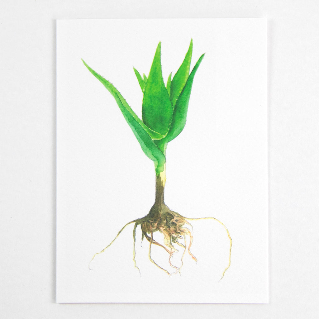 Tækifæriskort (4 gerðir) / Greeting Cards (4 designs)