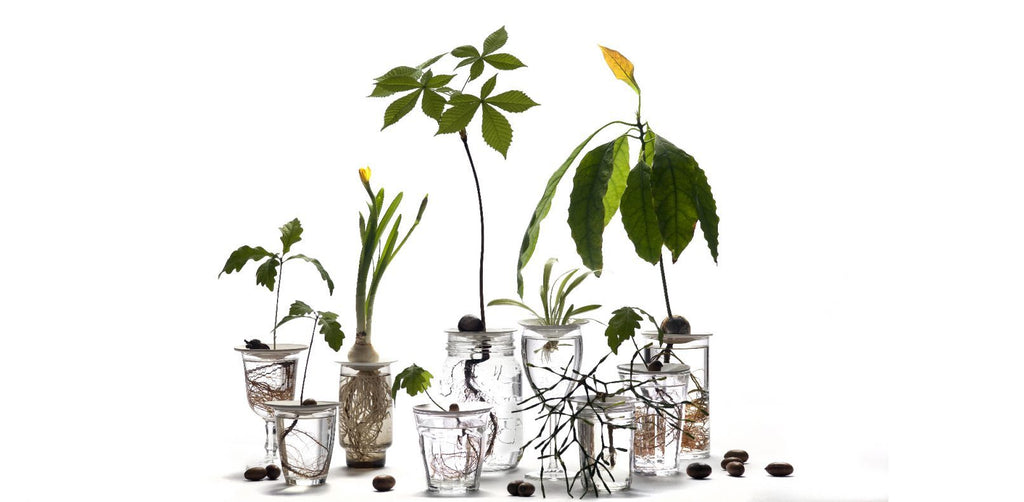 Lítill Spírudiskur /  Small Germination Plate