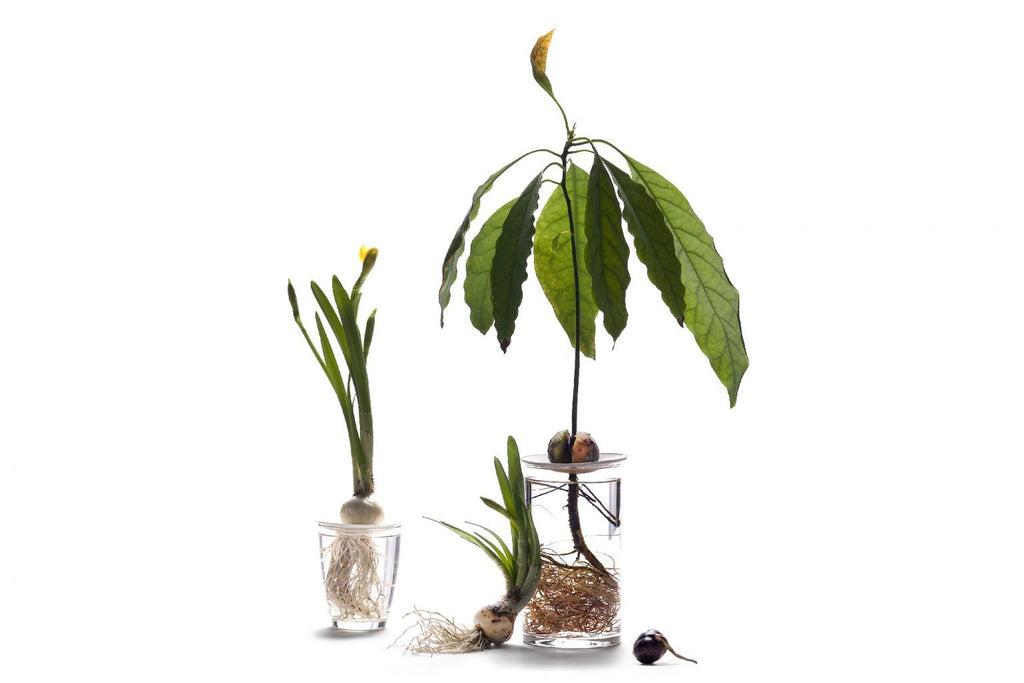 Stór Spírudiskur /  Big Germination Plate